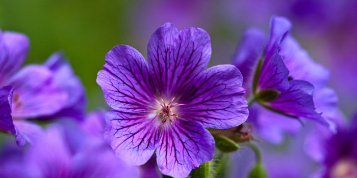 1920x1200 Free Purple Flowers, Download Free Clip Art, Free Clip Art on