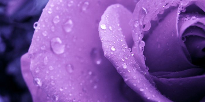 1920x1200 Purple Flower Wallpapers For Iphone ~ Festival Wallpaper