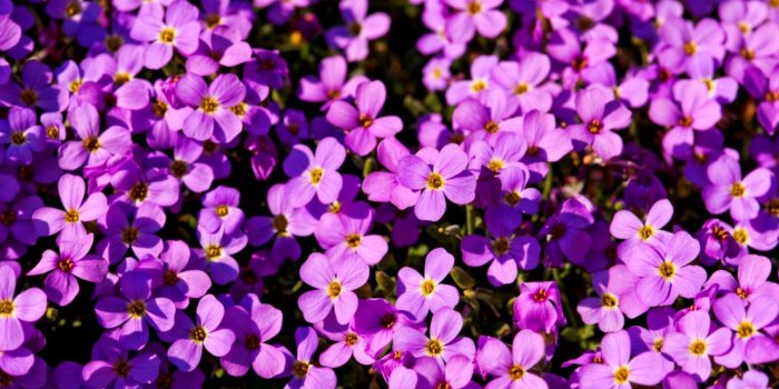 1512x976 Purple Flowers Wallpaper | Wallpapers Tumblr