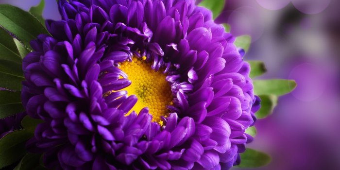 2560x1600 55+ Purple Flowers HD Wallpapers - Download at WallpaperBro
