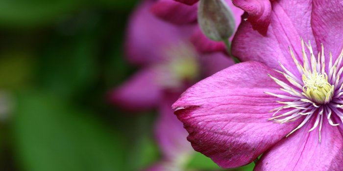 1920x1200 Flower wallpaper | Flower Windows 7 Flowers Desktop Wallpapers