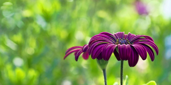 1920x1080 Free Summer Desktop Wallpaper Background Purple Flowers church