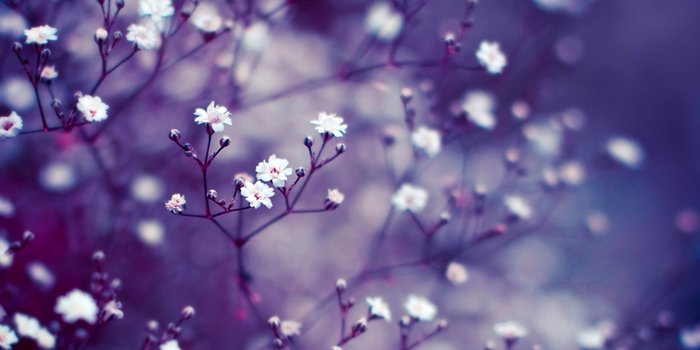 3840x2160 Purple Flower Background Images