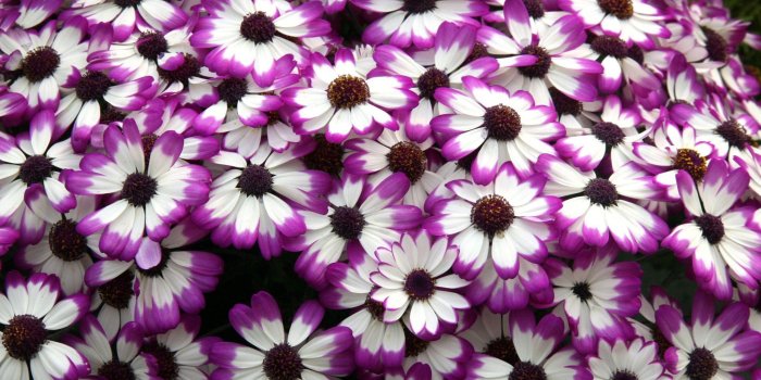 3840x2400 Cineraria Purple White Flower Petals Desktop Wallpaper Backgrounds