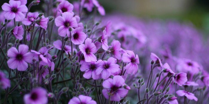 1920x1200 Dark Purple Flower Wallpapers Free Uncalke.com Desktop Background