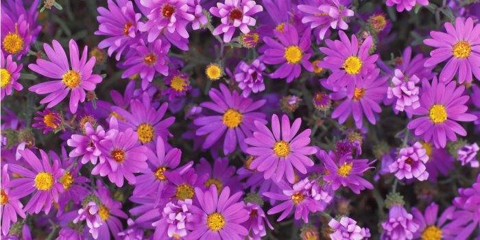 1600x1067 Download Purple Flowers Wallpaper Full Desktop Backgrounds