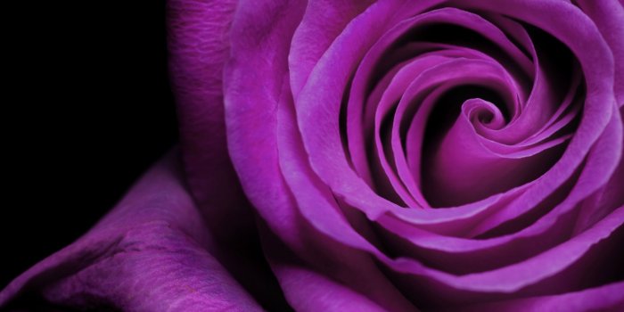 2560x1600 Purple Rose Wallpaper - Wallpapers Browse