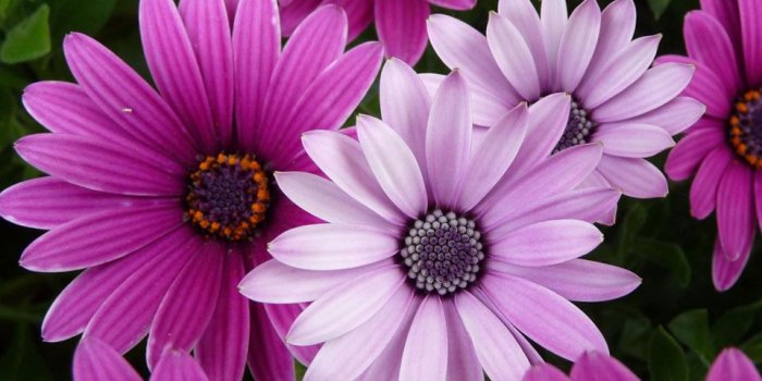 960x854 Desktop Wallpaper Purple Flower #h734172 | Flowers HD Images