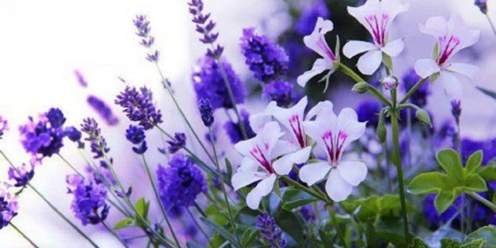 1366x796 Simple Flower Desktop Wallpapers - Top Free Simple Flower Desktop