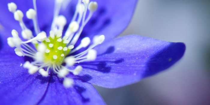 1920x1200 Purple flower desktop wallpaper | ImgStocks.com