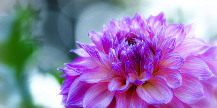2560x1440 Dahlia Delicate Purple Flower Desktop Wallpaper Hd 2560x1440
