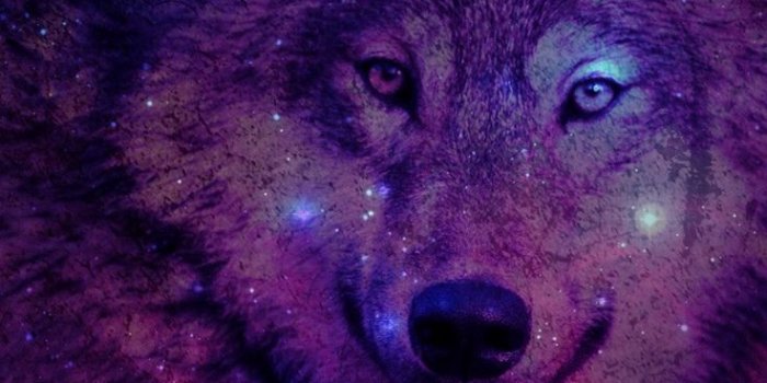 736x1377 Koleksi Cute Wolf Iphone Wallpaper | wallpaper candi