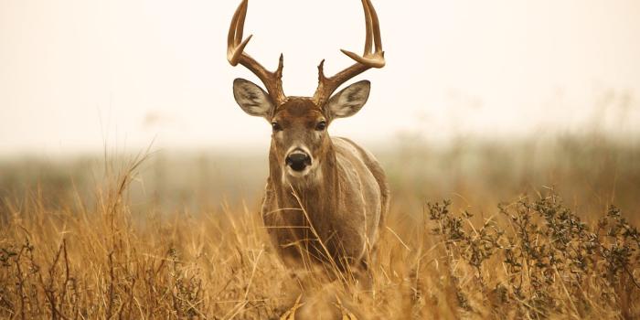 2048x1536 63+ Bow Hunting Wallpapers on WallpaperPlay