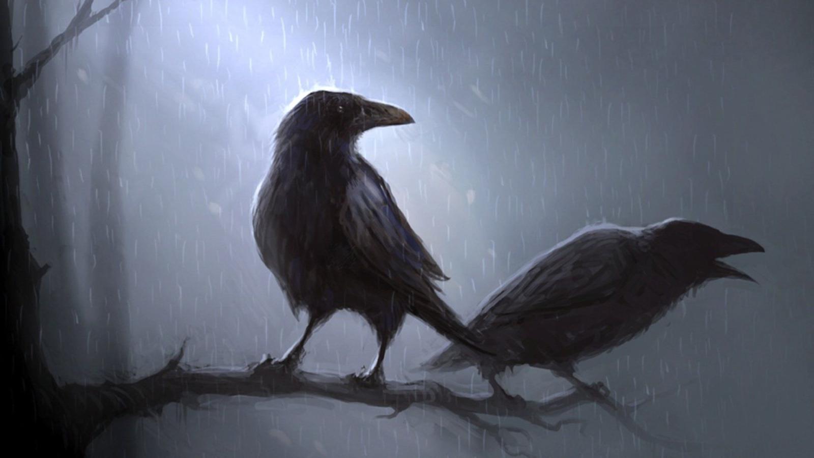 1920x1080 60+ Crow HD Wallpapers and Backgrounds