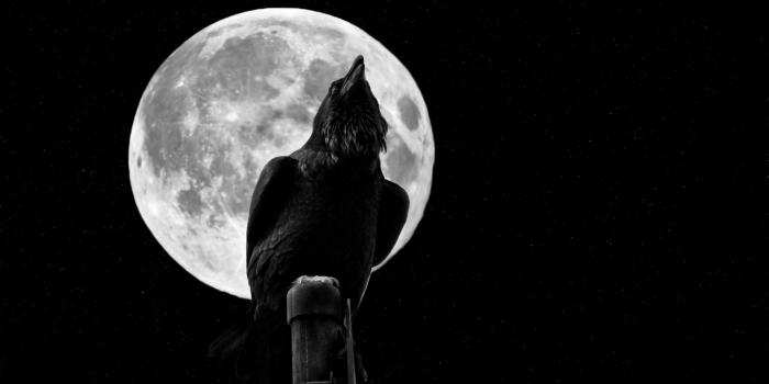 1920x1080 Image: Wallpaper-Crow-FPE45.jpg download free at