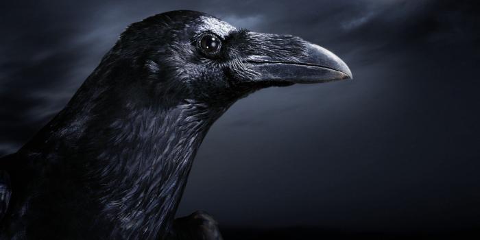 1920x1080 Crow Desktop Wallpaper (67+ images)
