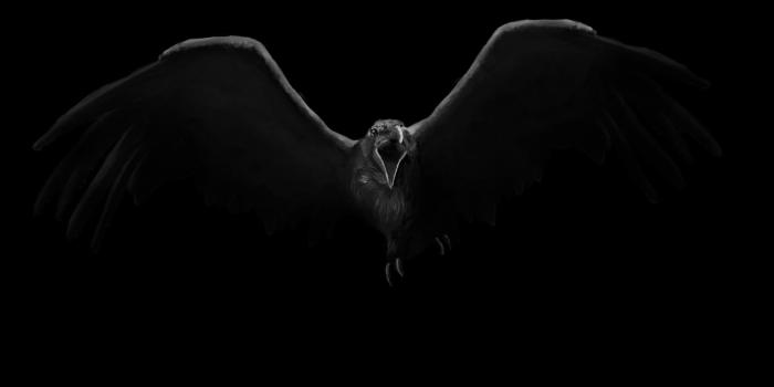 1680x1050 HD wallpaper: skull with candles and crow wallpaper, bird, drawing