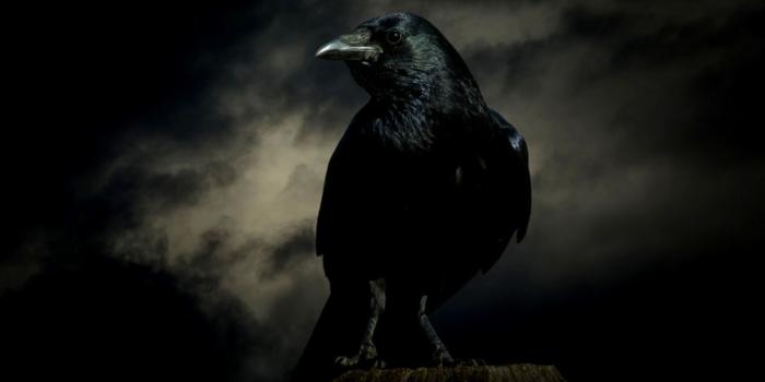 1324x837 Crow Wallpaper | Gandoss Wallpapers