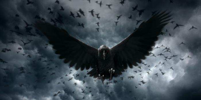 3840x2160 Crow Wallpaper, Best Crow Wallpapers, Wide 100% Quality HD Pics