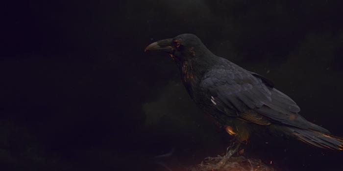 1920x1080 Crow wallpaper ·① Download free backgrounds for desktop, mobile