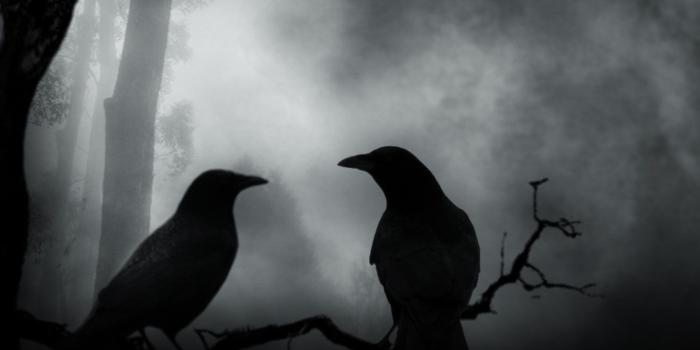 1500x1100 Crow Desktop Wallpaper on MarkInternational.info