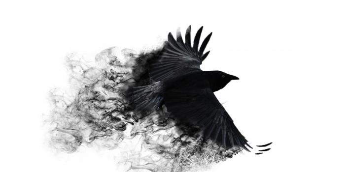 3840x2160 Crow Wallpaper (28+) Desktop Backgrounds