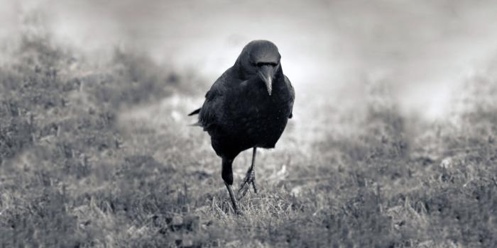 1920x1080 Crow Desktop Wallpaper / Star ULTRA HD Textures