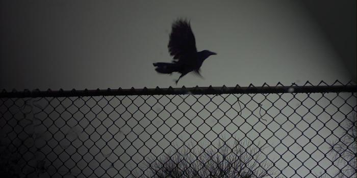 1280x1024 162 Crow HD Wallpapers | Background Images