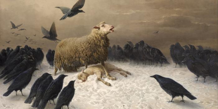 6517x3961 4554723 #Albrecht Schenck, #sheep, #birds, #classic art, #crow