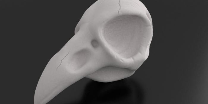 1920x1080 Crow Skull for 3d printing | 3D Print Model