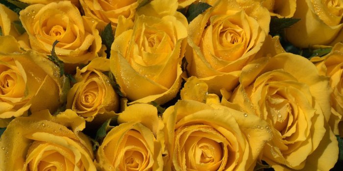 1920x1200 Yellow Roses Background (50+ images)