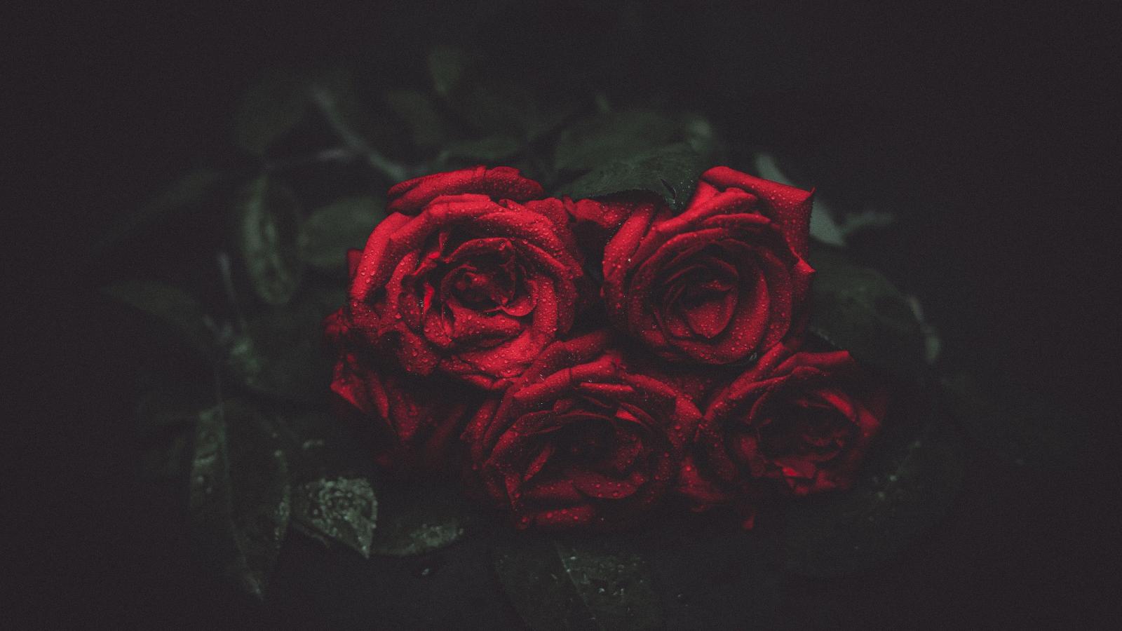3840x2160 68+ Red Rose Wallpapers on WallpaperPlay