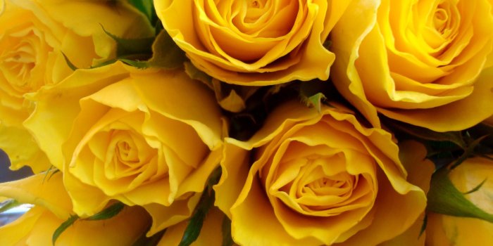 2592x1944 Yellow Rose Wallpapers High Quality | Download Free