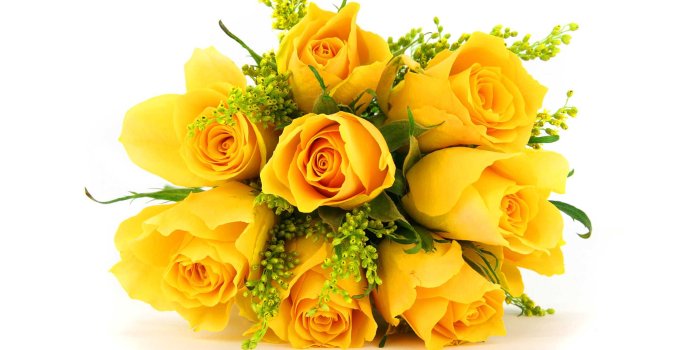 2560x1440 Yellow Rose Hd Images Download (#135659) - HD Wallpaper Download