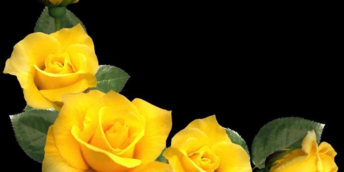 1900x1708 Yellow Rose Wallpaper - Transparent Background Yellow Aesthetic Png