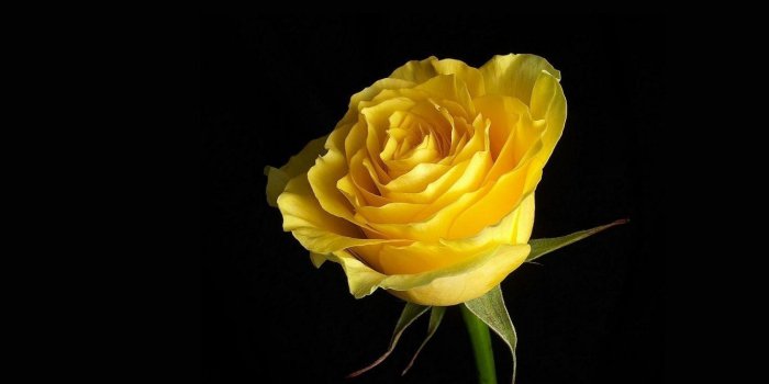 1366x768 Yellow Rose Wallpapers