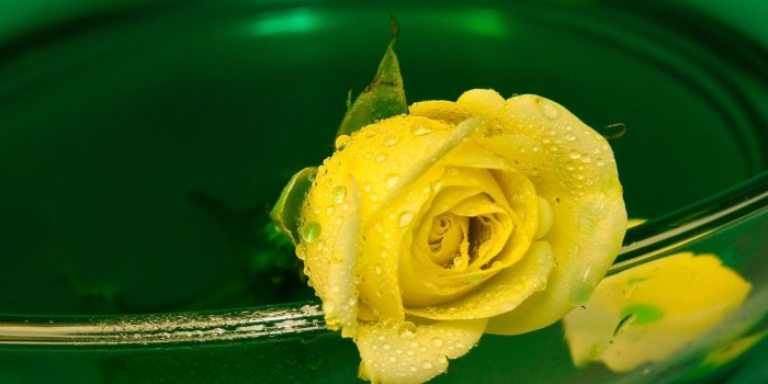1920x1200 Yellow Rose Wallpapers High Quality | Download Free