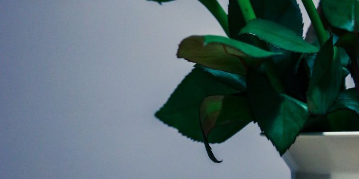 1000x1621 Yellow Rose Pictures [HD] | Download Free Images on Unsplash