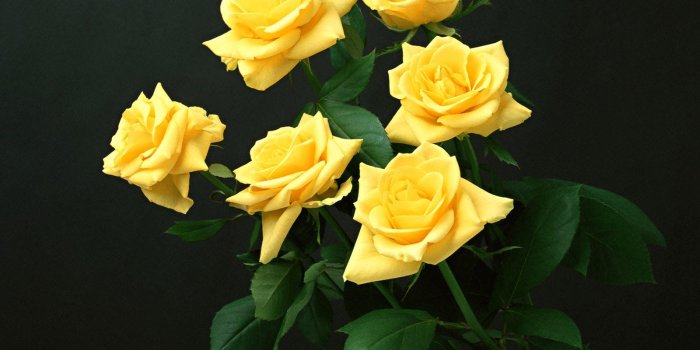 1600x1200 67+] Yellow Rose Background on WallpaperSafari