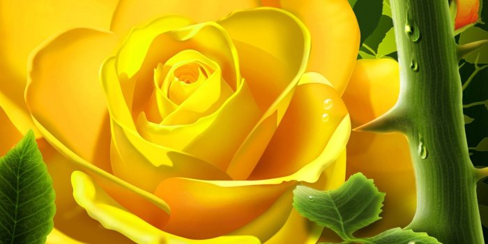 1920x1080 Fxa41 4k Ultra Hd Yellow Rose Wallpapers Yellow Rose - Yellow Rose