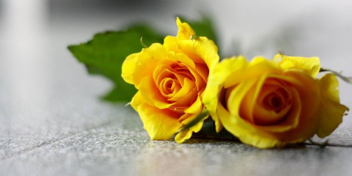 1920x1080 Yellow Rose Wallpapers High Quality | Download Free