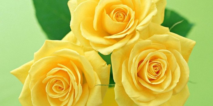 1600x1200 35+ Yellow Rose Wallpapers - Download at WallpaperBro