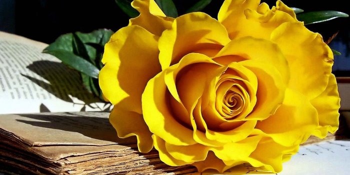 1920x1080 Yellow Roses Background (50+ images)