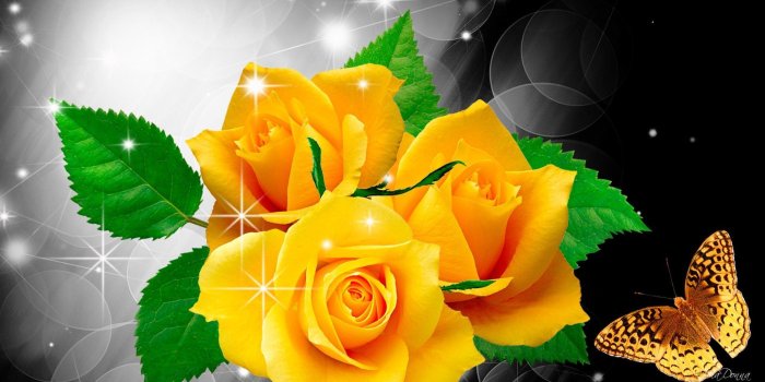 1920x1080 Fxa41 4k Ultra Hd Yellow Rose Wallpapers, Yellow Rose - Yellow Rose