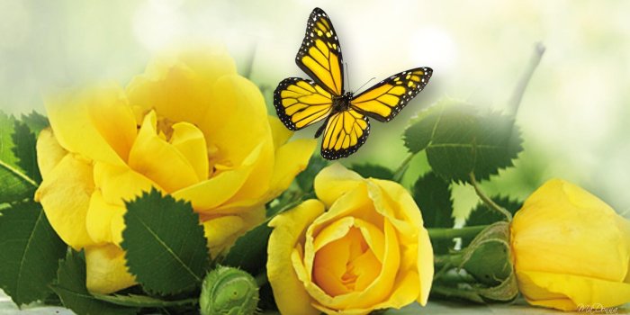 1920x1080 Yellow Rose Wallpaper - Yellow Rose Wallpaper Hd (#498357) - HD