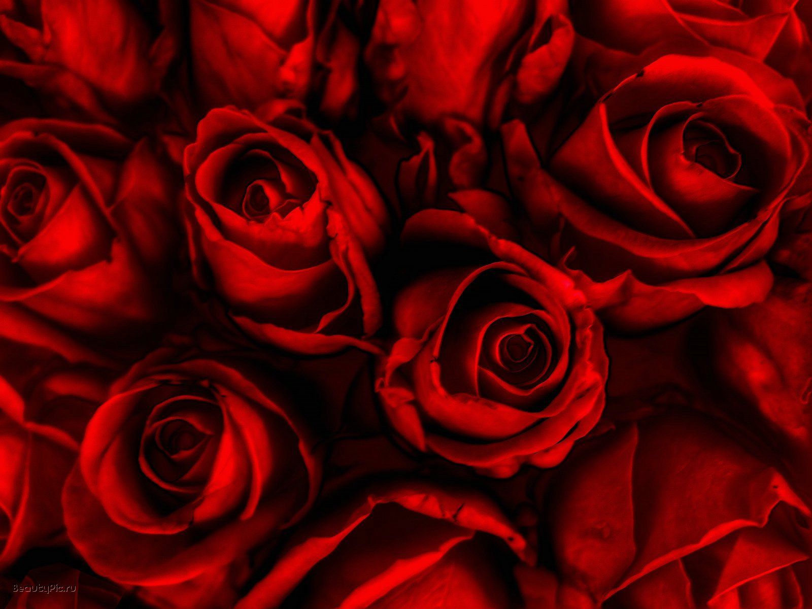 1600x1200 Red Rose Wallpaper - Red Roses Hd Background (#39485) - HD Wallpaper