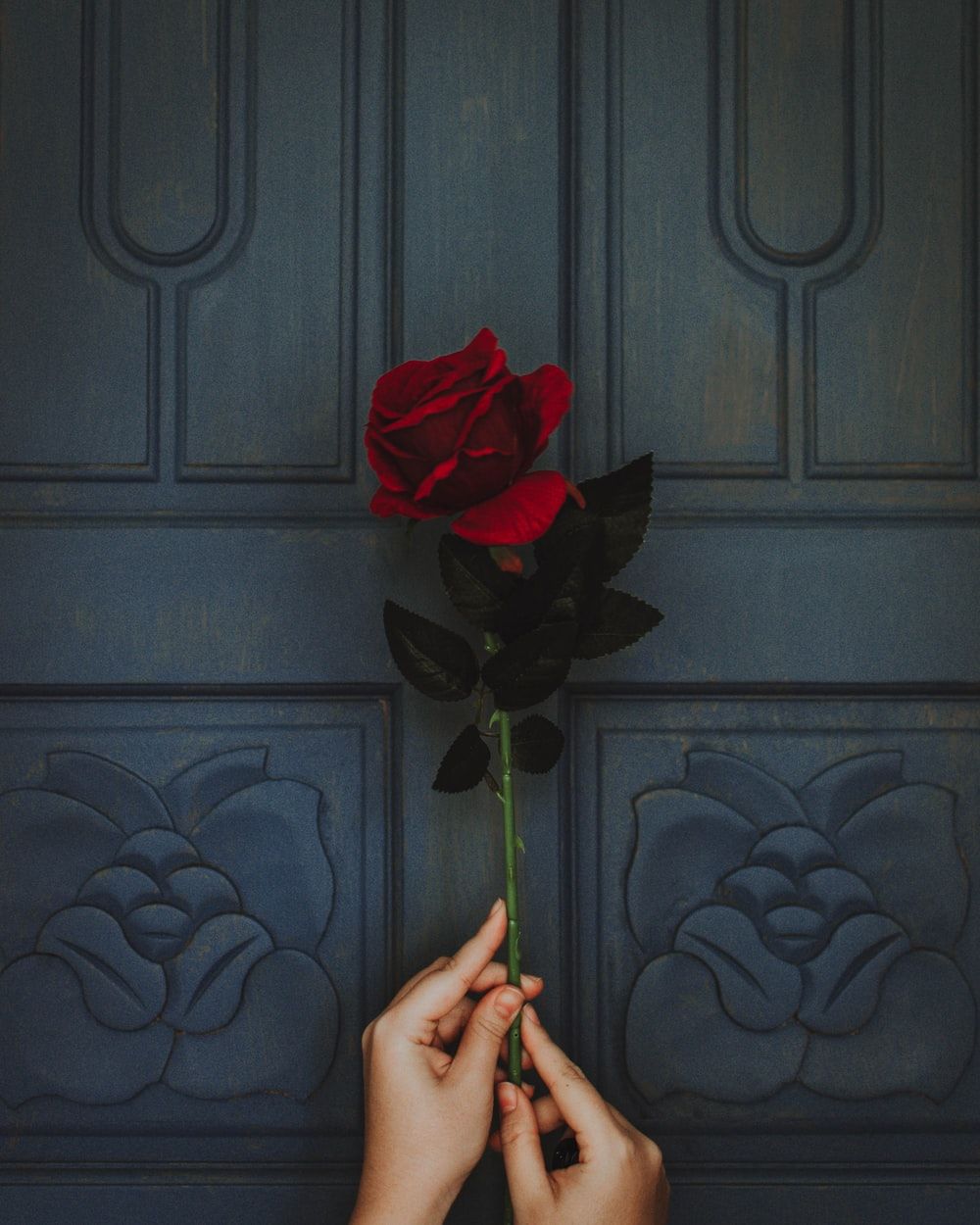 1000x1250 Rose in hand | HD photo by Loverna Journey (@loverna) on Unsplash