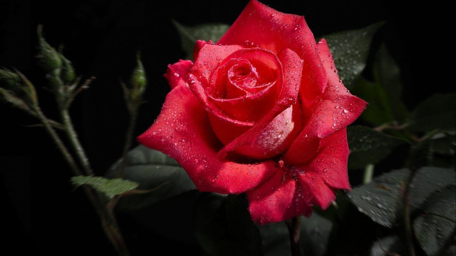 1920x1080 Perfect Red Rose 1080p HD Wallpaper 1080p HD Wallpapers | Stuff to