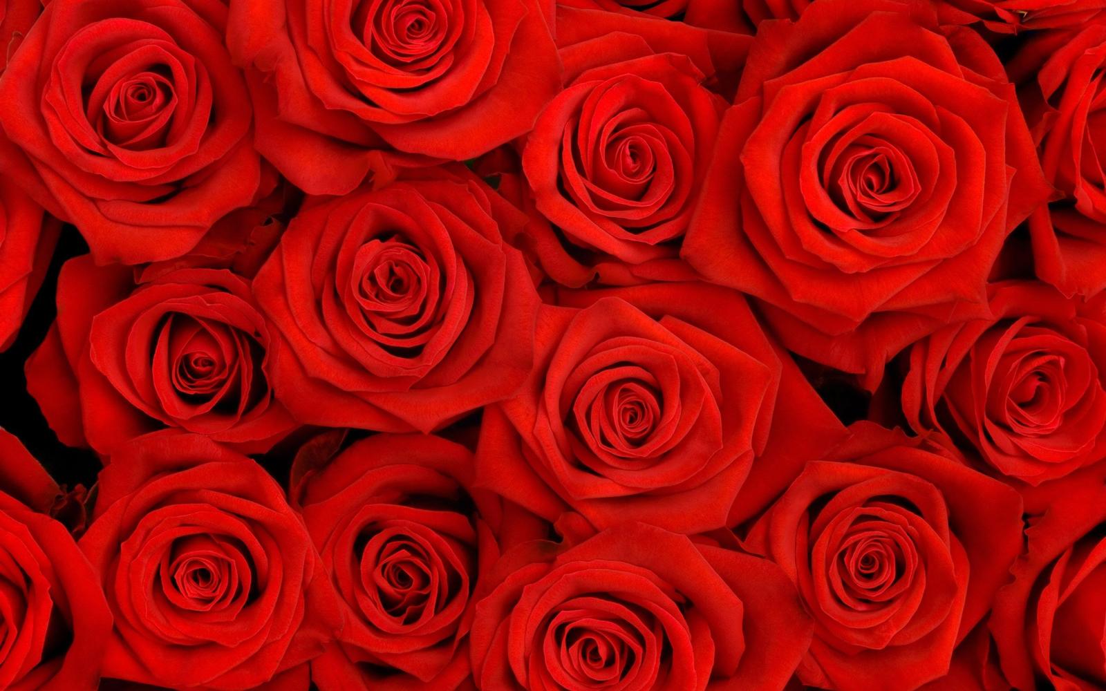 2560x1600 Red roses HD Wallpaper | Background Image | 2560x1600 | ID:443046
