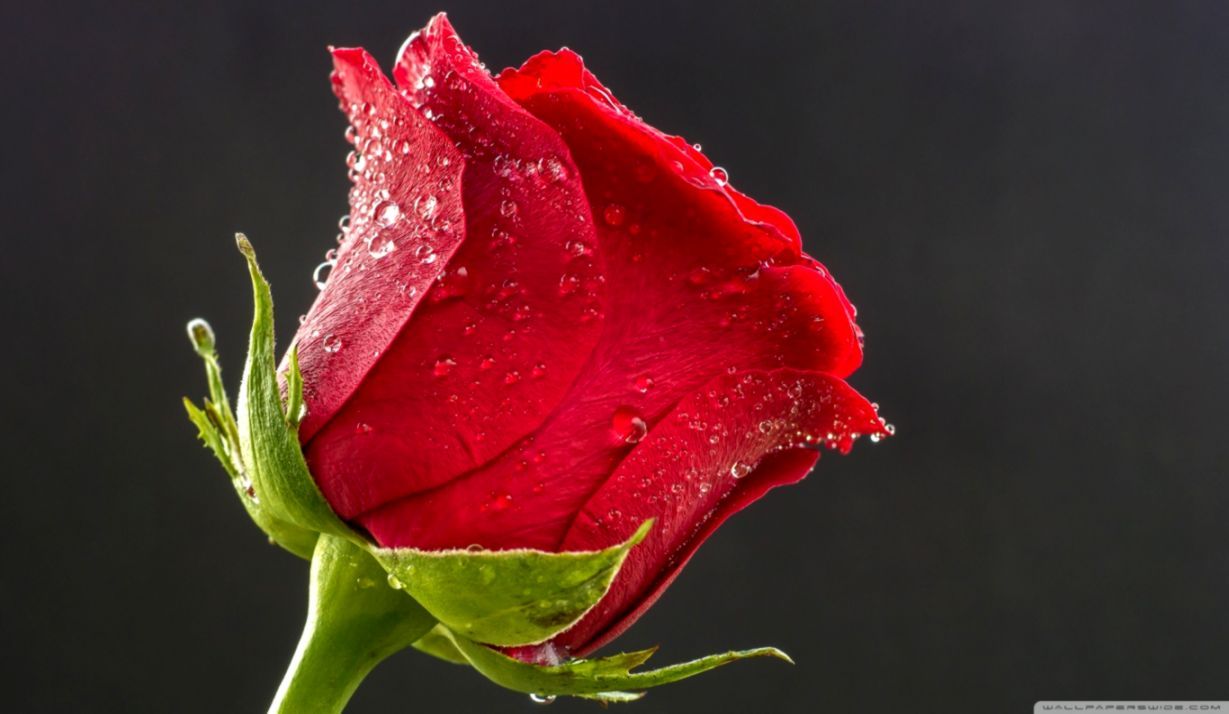1229x714 Red Rose Hd Wallpaper | Laptop Wallpapers